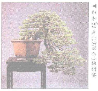 日本盆景之今昔时光的杰作 图片