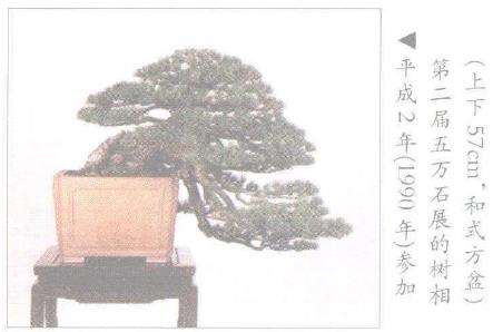 日本盆景之今昔时光的杰作 图片