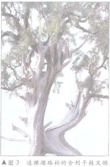 图解 怎么制作盆景舍利干及神枝的4个方法