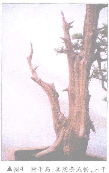 图解 怎么制作盆景舍利干及神枝的4个方法