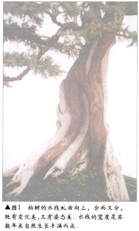 图解 怎么制作盆景舍利干及神枝的4个方法