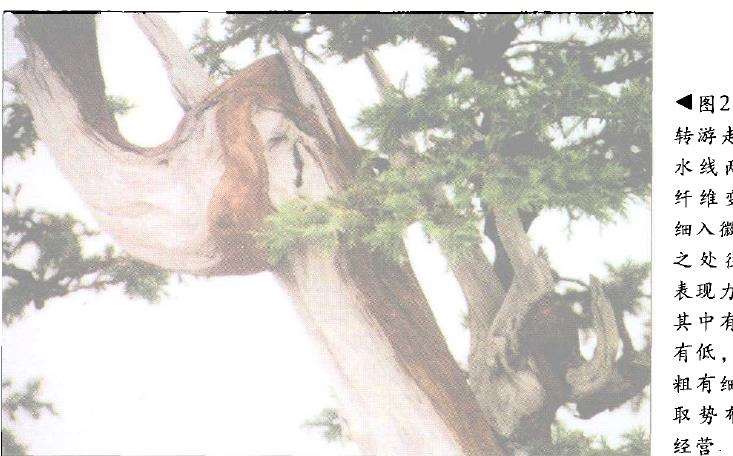 图解 怎么制作盆景舍利干及神枝的4个方法