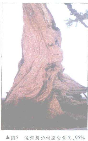 图解 怎么制作盆景舍利干及神枝的4个方法