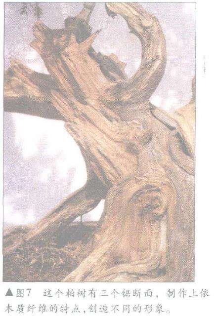 图解 怎么制作盆景舍利干及神枝的4个方法