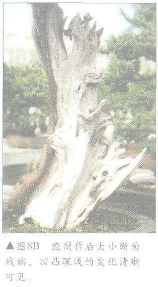 图解 怎么制作盆景舍利干及神枝的4个方法