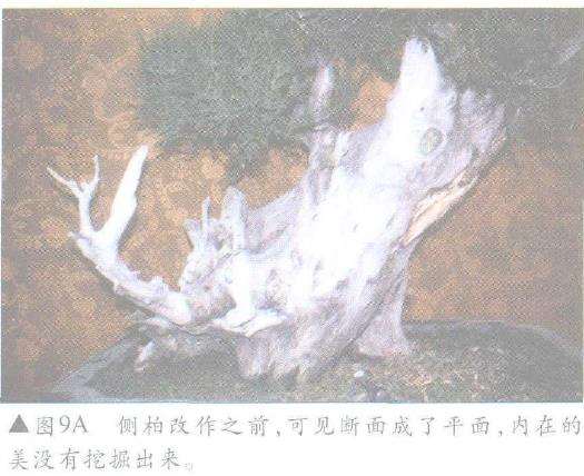 图解 怎么制作盆景舍利干及神枝的4个方法