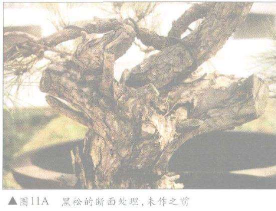 图解 怎么制作盆景舍利干及神枝的4个方法