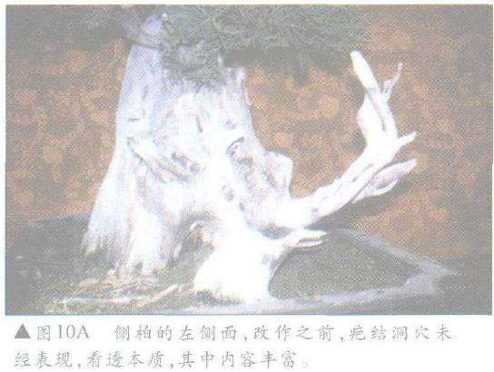 图解 怎么制作盆景舍利干及神枝的4个方法