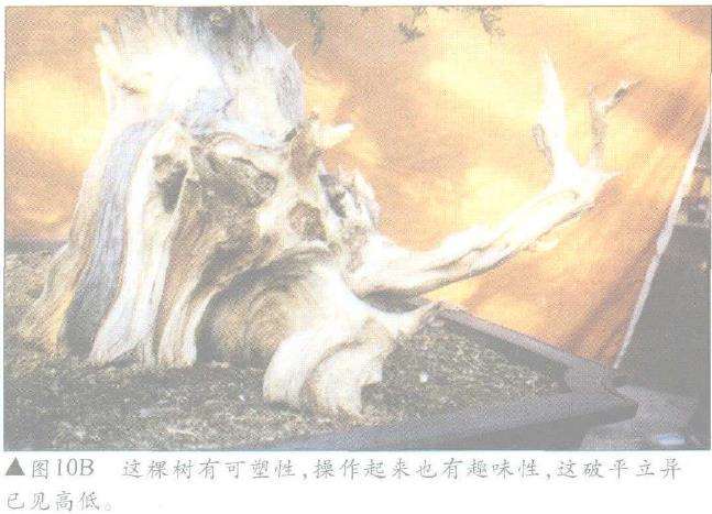 图解 怎么制作盆景舍利干及神枝的4个方法