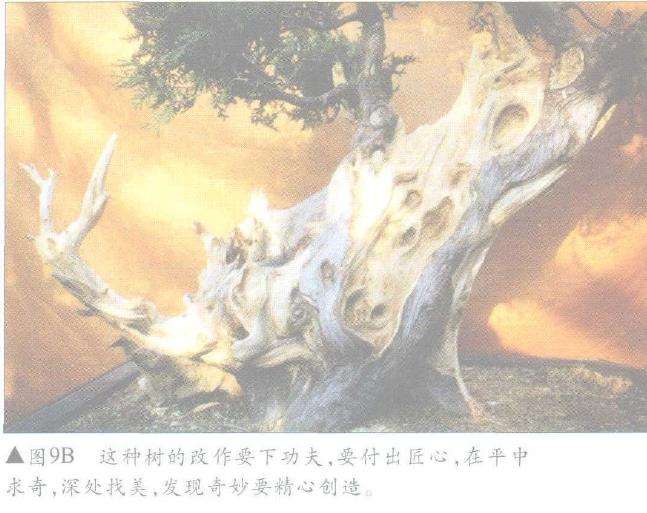 图解 怎么制作盆景舍利干及神枝的4个方法