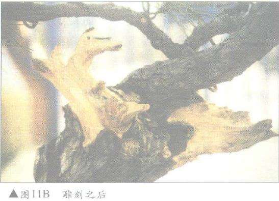 图解 怎么制作盆景舍利干及神枝的4个方法