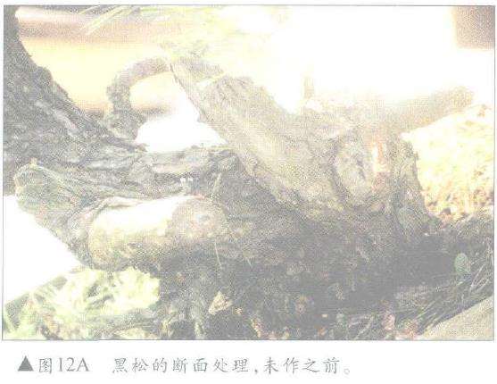 图解 怎么制作盆景舍利干及神枝的4个方法