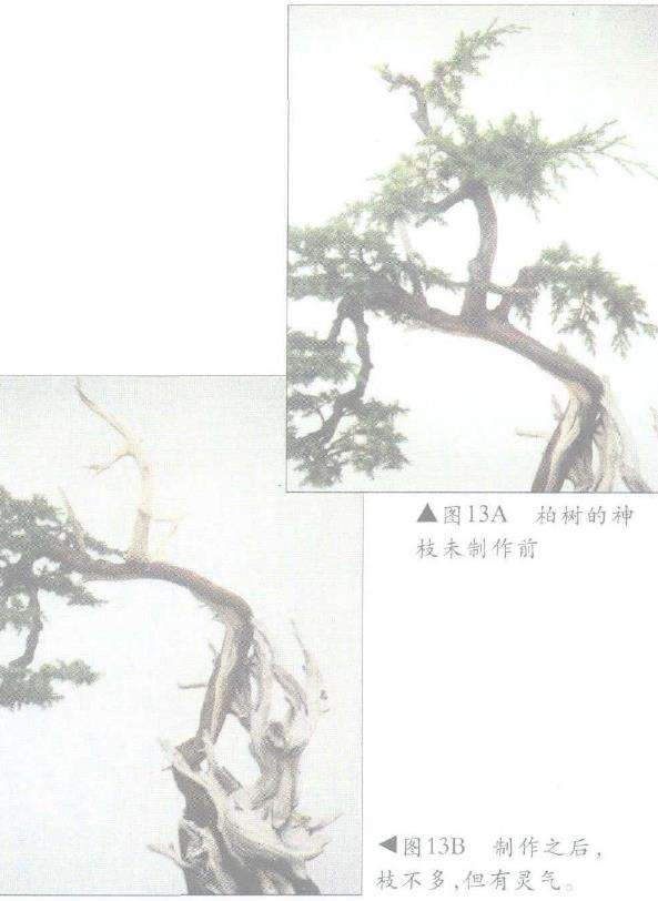 图解 怎么制作盆景舍利干及神枝的4个方法