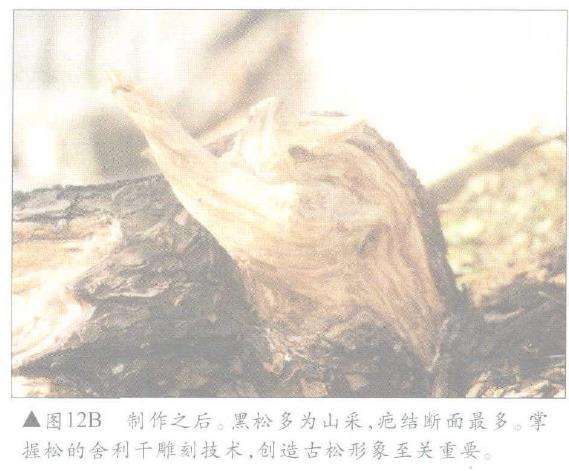 图解 怎么制作盆景舍利干及神枝的4个方法