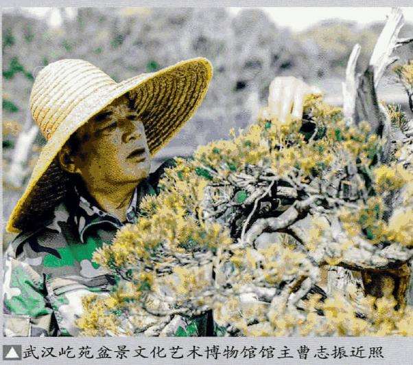 图解 武汉大师叶学梁怎么制作真柏盆景的17个过程