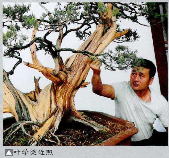 图解 武汉大师叶学梁怎么制作真柏盆景的17个过程