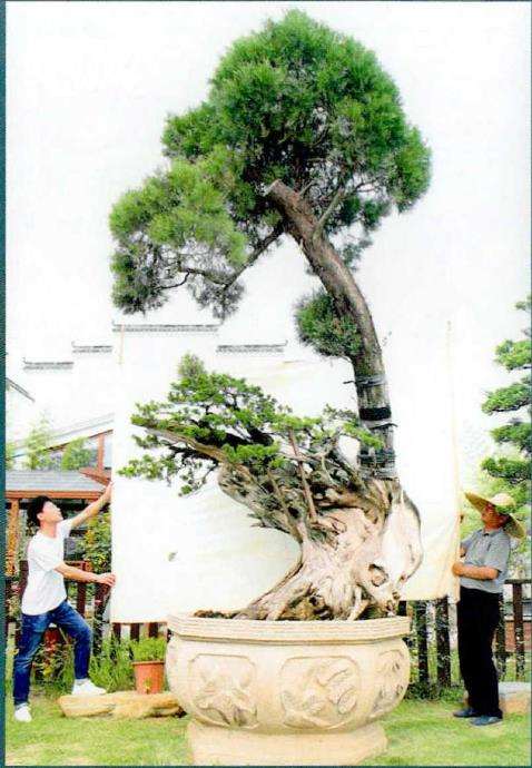 图解 武汉大师叶学梁怎么制作真柏盆景的17个过程