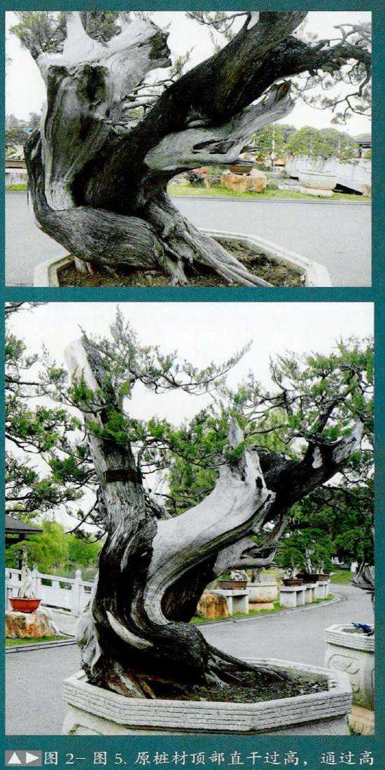 图解 武汉大师叶学梁怎么制作真柏盆景的17个过程