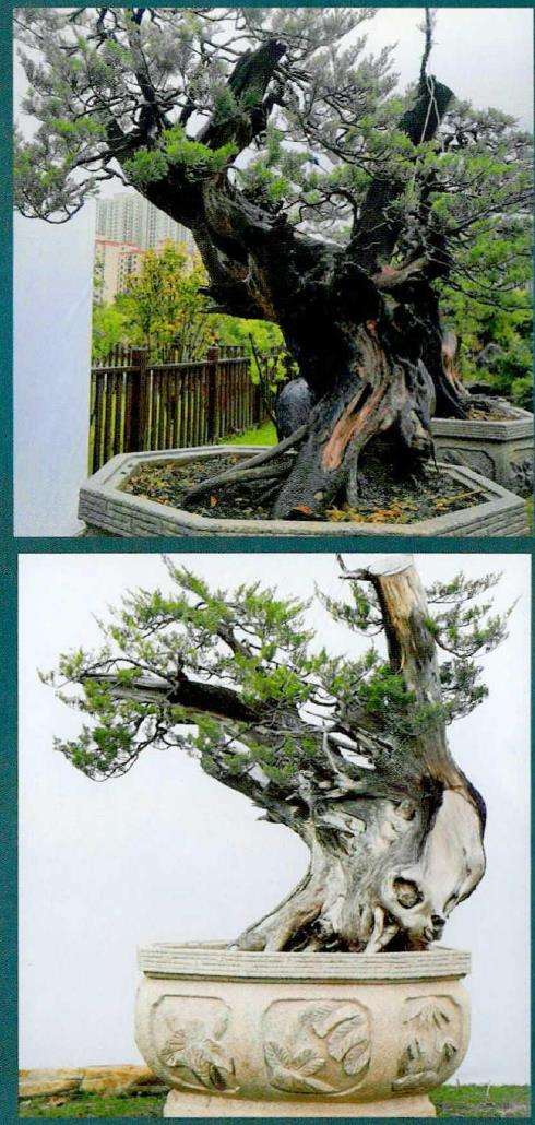 图解 武汉大师叶学梁怎么制作真柏盆景的17个过程