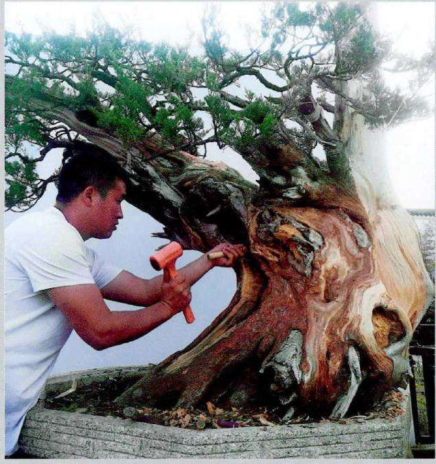 图解 武汉大师叶学梁怎么制作真柏盆景的17个过程