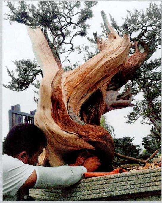 图解 武汉大师叶学梁怎么制作真柏盆景的17个过程