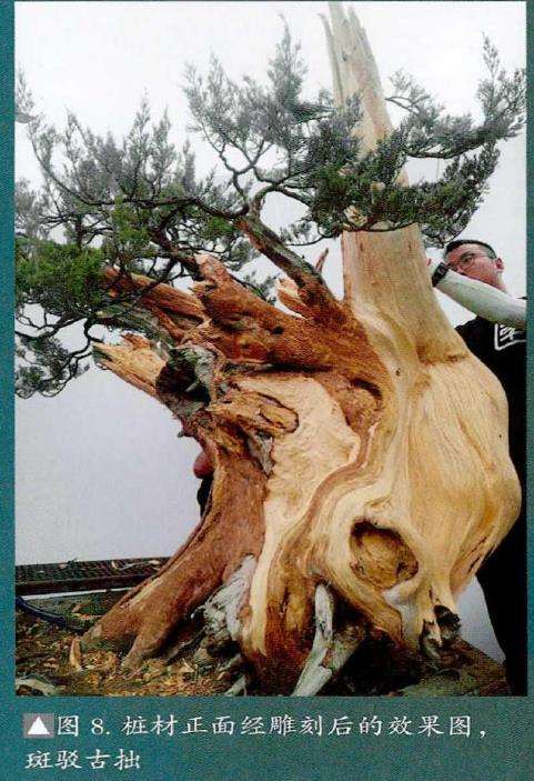 图解 武汉大师叶学梁怎么制作真柏盆景的17个过程