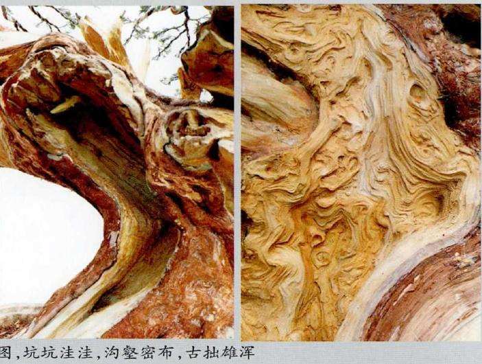 图解 武汉大师叶学梁怎么制作真柏盆景的17个过程