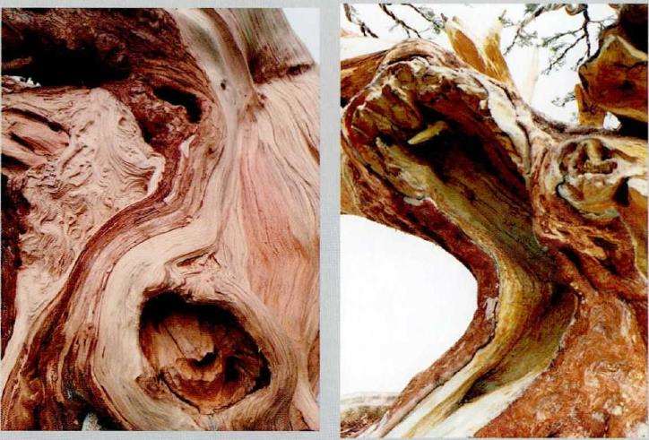图解 武汉大师叶学梁怎么制作真柏盆景的17个过程