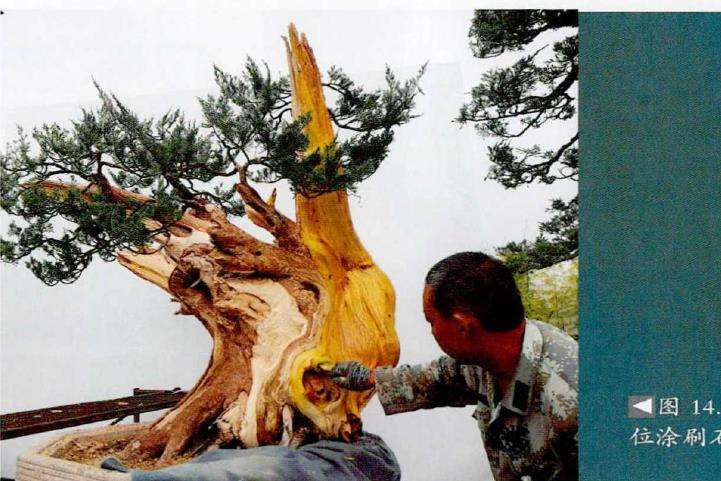 图解 武汉大师叶学梁怎么制作真柏盆景的17个过程