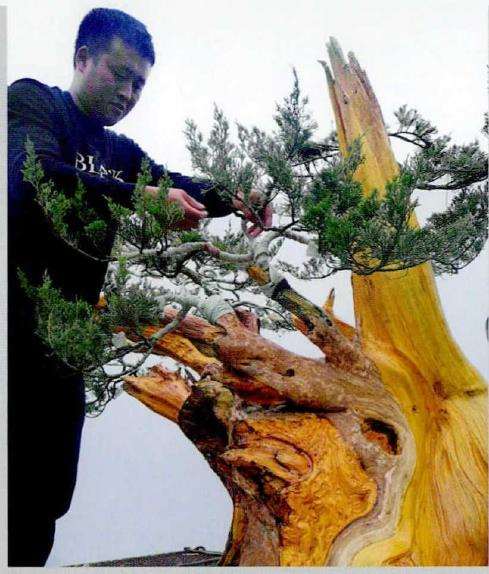 图解 武汉大师叶学梁怎么制作真柏盆景的17个过程