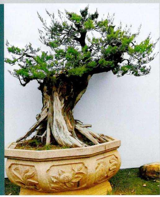 图解 侧柏盆景《远古遗韵》怎么创作的过程