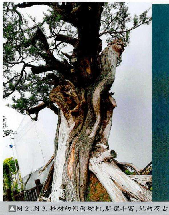 图解 侧柏盆景《远古遗韵》怎么创作的过程