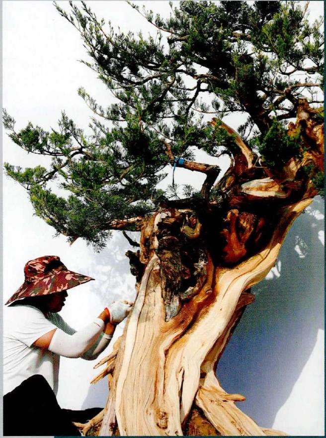 图解 侧柏盆景《远古遗韵》怎么创作的过程