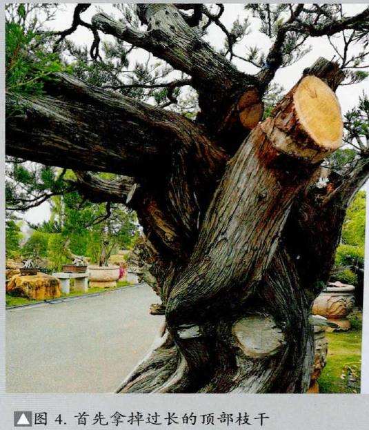 图解 侧柏盆景《远古遗韵》怎么创作的过程