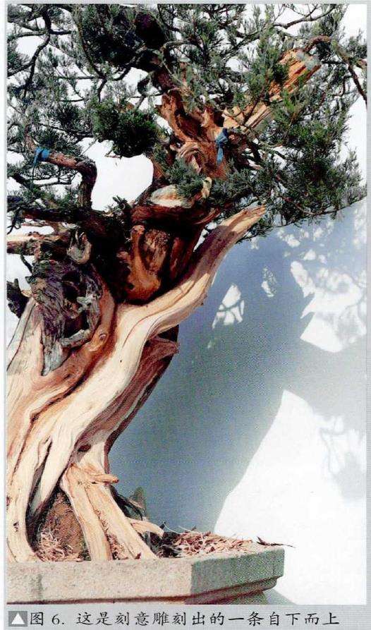 图解 侧柏盆景《远古遗韵》怎么创作的过程