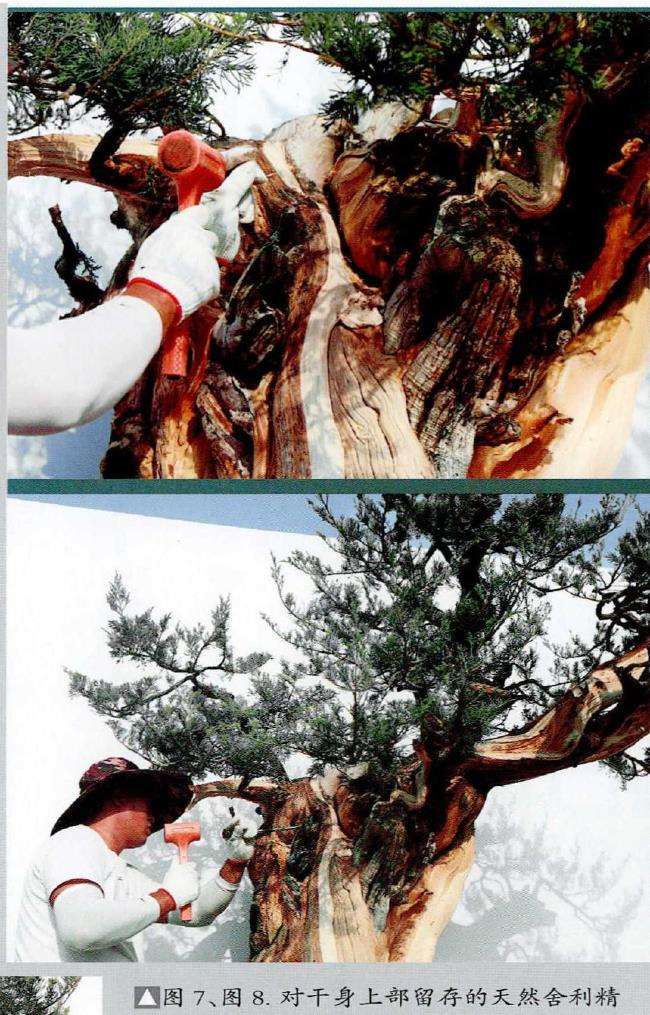 图解 侧柏盆景《远古遗韵》怎么创作的过程