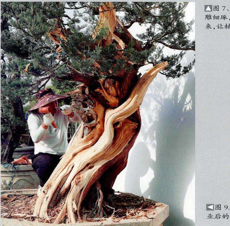 图解 侧柏盆景《远古遗韵》怎么创作的过程