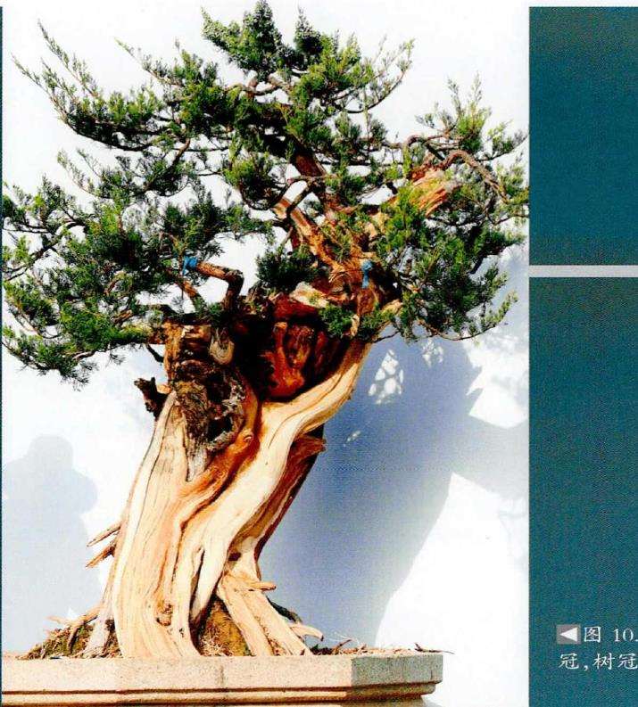 图解 侧柏盆景《远古遗韵》怎么创作的过程