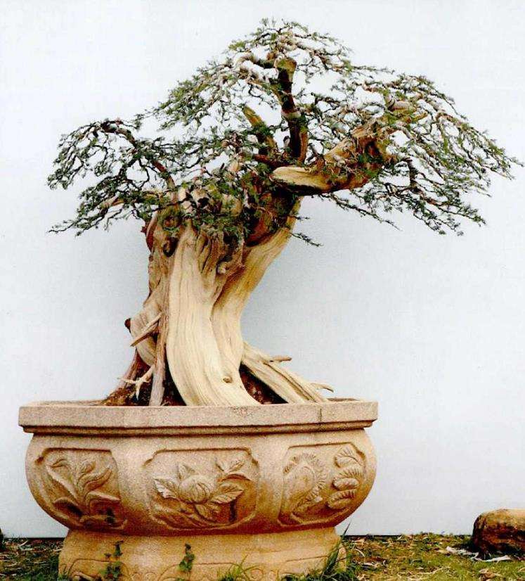 图解 侧柏盆景《远古遗韵》怎么创作的过程