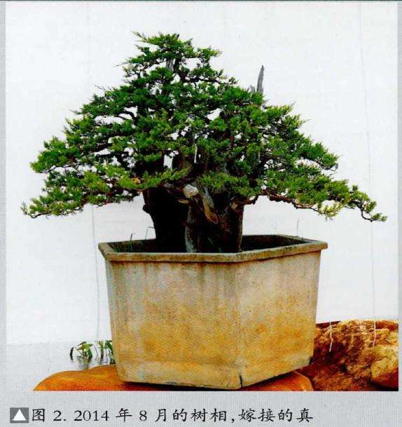 图解 刺柏盆景《岱岳风骨》怎么创作的过程