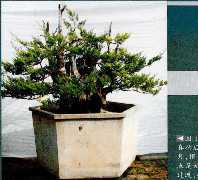图解 刺柏盆景《岱岳风骨》怎么创作的过程