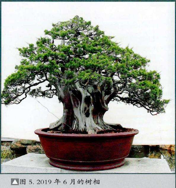 图解 刺柏盆景《岱岳风骨》怎么创作的过程