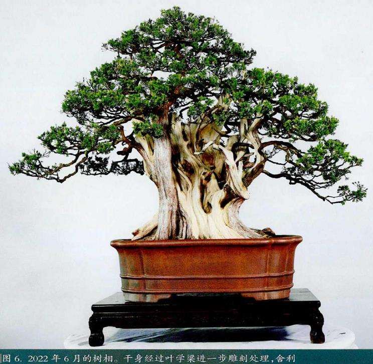 图解 刺柏盆景《岱岳风骨》怎么创作的过程