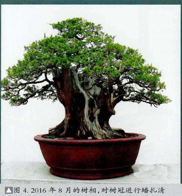 图解 刺柏盆景《岱岳风骨》怎么创作的过程