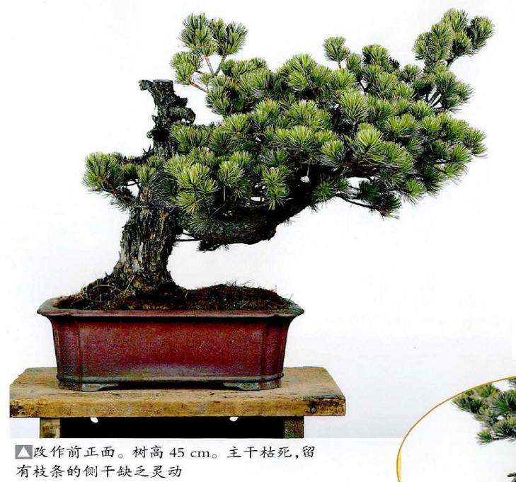 图解 五针松盆景怎么改作造型的23个过程