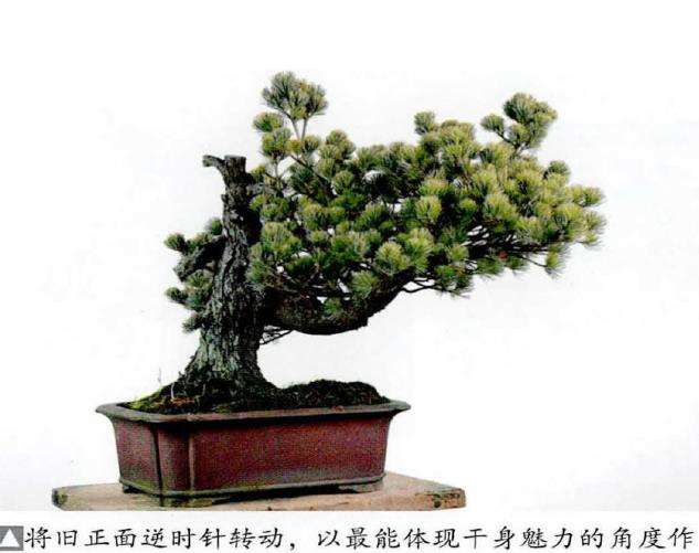 图解 五针松盆景怎么改作造型的23个过程