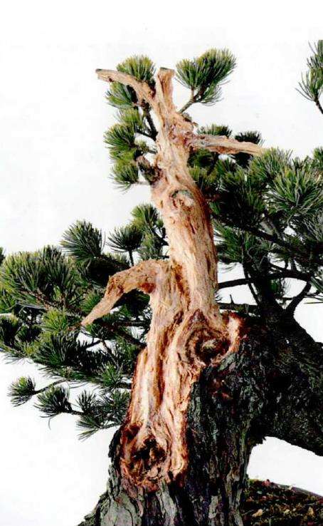 图解 五针松盆景怎么改作造型的23个过程