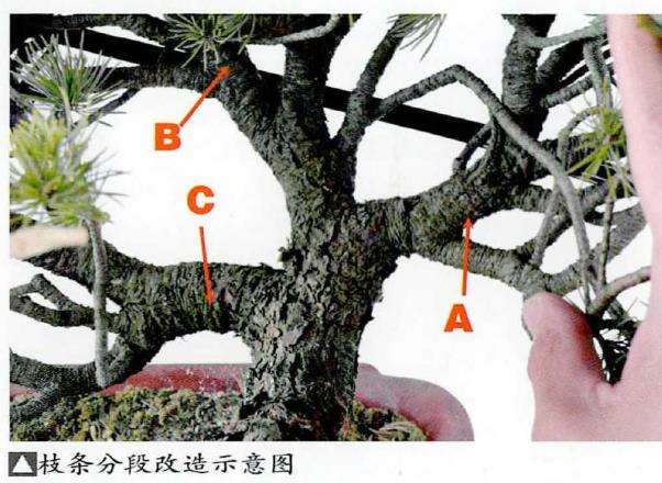 图解 五针松盆景怎么改作造型的23个过程