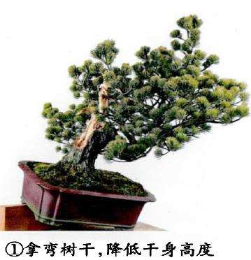 图解 五针松盆景怎么改作造型的23个过程