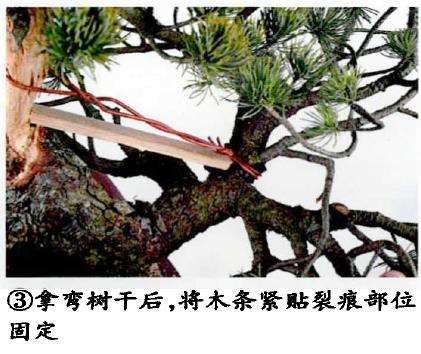 图解 五针松盆景怎么改作造型的23个过程